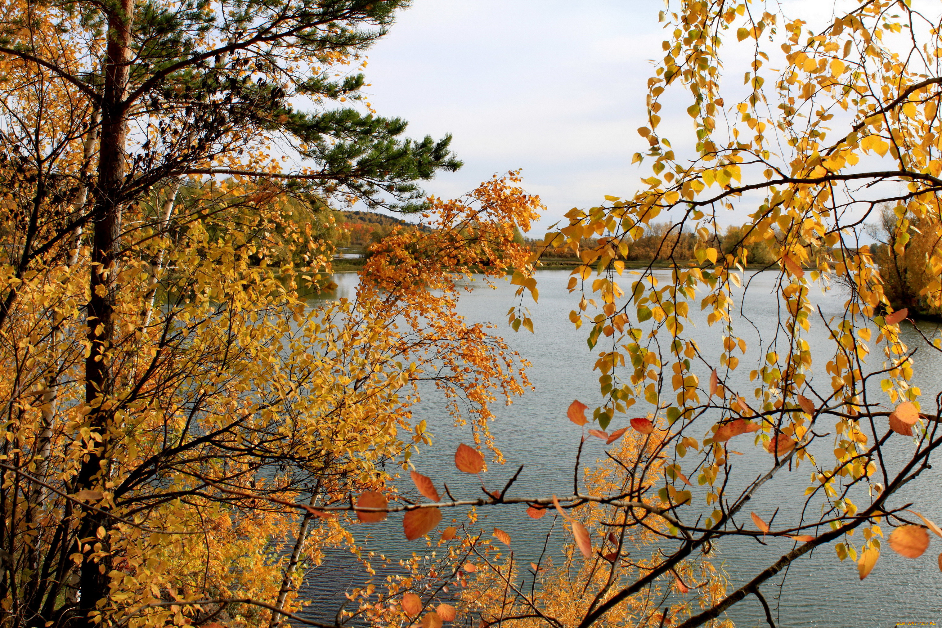 Осеннее дерево над рекой